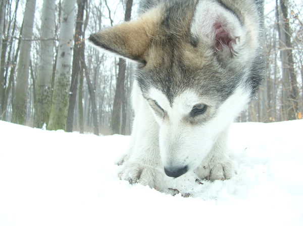 A young wolf